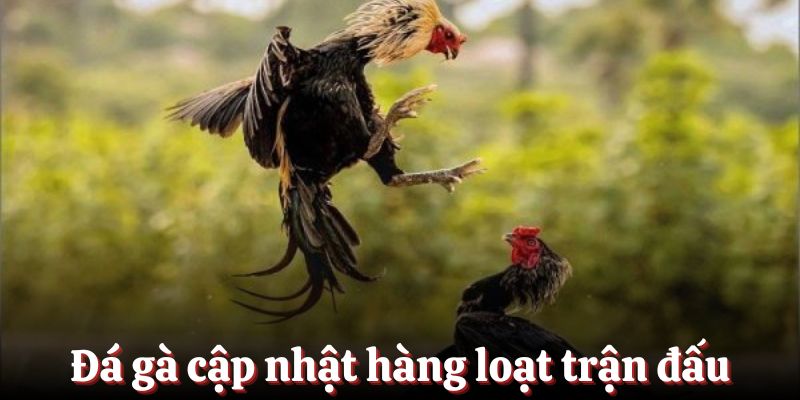 Đá gà 789Bet cập nhật hàng loạt trận đấu hot mỗi ngày